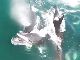 シャチがミンククジラを捕食する映像、カムチャッカ半島で撮影される　集団で一斉に噛みついて攻撃