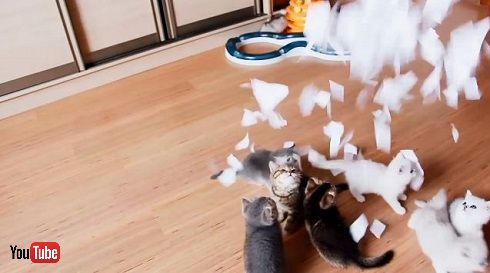 猫と紙吹雪