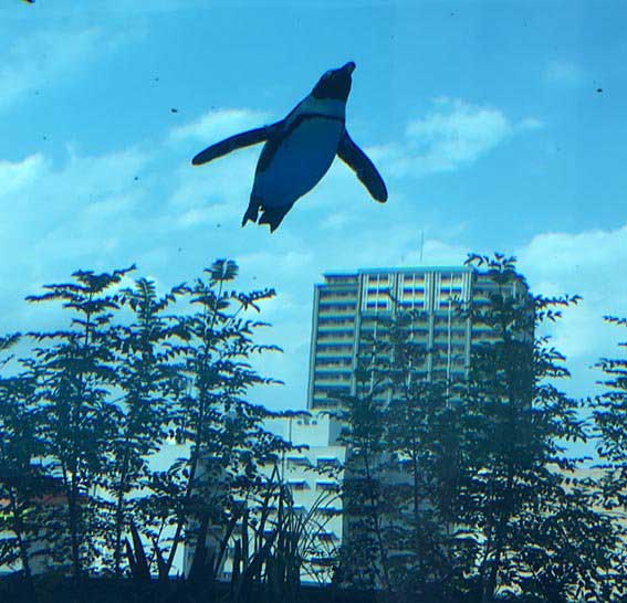 飛べない鳥のペンギンさん 空を飛ぶ サンシャイン水族館で撮影された 天空のペンギン が幻想的な光景 ねとらぼ