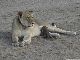 子ヒョウに乳を与える雌ライオン　タンザニアの保護区で生まれた世にも珍しい母子関係