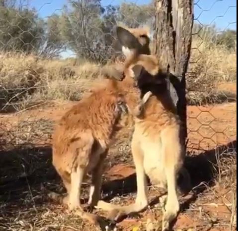 じゃれ合うカンガルーさん オチが斜め上だった ねとらぼ