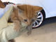 車からネコの鳴き声が……　後部バンパーに入り込んだネコちゃんが無事救出される