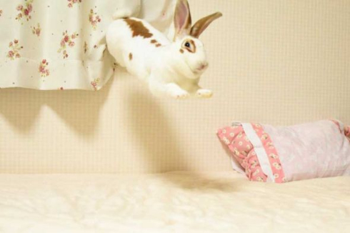 ウサギ 舞う ベッド 2羽