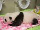 パンダらしくなったでしょ？　上野動物園のジャイアントパンダの赤ちゃん、すくすくと成長中