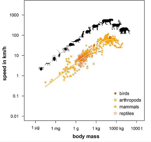 ティラノサウルスはのろまだった 動物の最大移動速度 を決めるのは体の大きさではなく 体重 ドイツの研究で明らかに ねとらぼ
