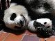 かわいいお名前よろしくね　上野動物園のジャイアントパンダの赤ちゃん　7月28日から名前を募集