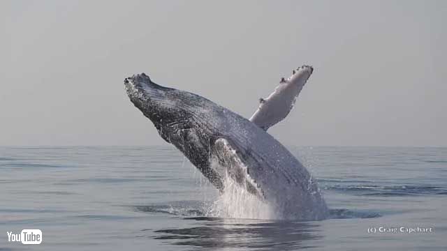 巨大なザトウクジラのジャンプ映像が美しい 体が完全に海から出る姿が目撃される ねとらぼ