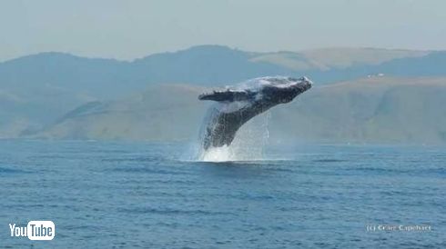 巨大なザトウクジラのジャンプ映像が美しい 体が完全に海から出る姿が目撃される ねとらぼ