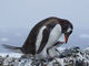 ペンギンさんの親子がかわいい　野鳥写真コンテストの結果発表