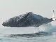 巨大なザトウクジラのジャンプ映像が美しい　体が完全に海から出る姿が目撃される