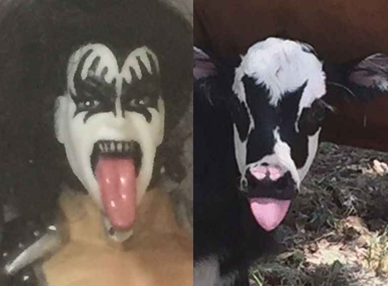 Kiss メンバーにそっくりな子牛 テキサス州で爆誕 ジーン シモンズ氏がパパ と謎の疑惑浮上 ねとらぼ