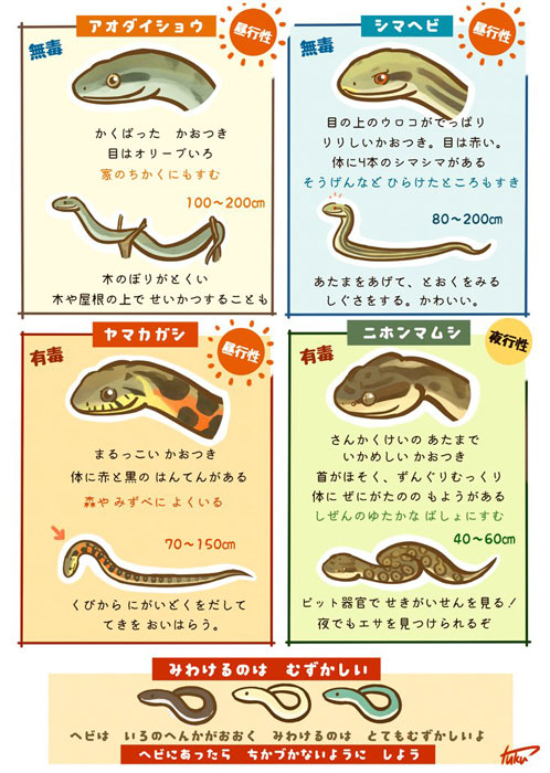 身近なヘビの見分け方を説明したイラストがかわいい 子どもに読ませたい 小学校の図書館に掲示したい などの声も ねとらぼ