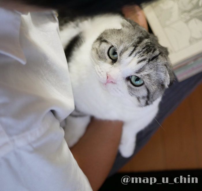 「ジャンプ読んでないでかまって」 ご主人にかまってほしい猫ちゃんがかなりカワイイ ねとらぼ 「ジャンプ読んでないでかまって」 ご主人にかまってほしい猫ちゃんがかなりカワイイ ねとらぼ