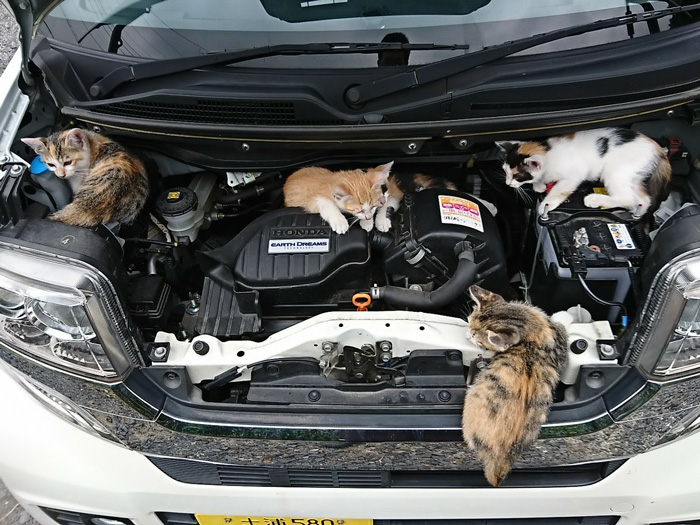 夏も 猫バンバン が必要そう よく考えると怖い 子猫たちの 避暑地 になったエンジンルームの写真 が話題に ねとらぼ