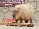 スイカ食べたよー　伊豆・長崎・埼玉・那須の動物園のカピバラさんがスイカの早食い対決
