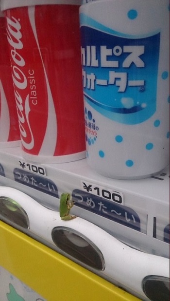 喉が渇いたのかな 自販機にペタッと張り付きカルピスを眺めるカエルさんが猛暑を伝える ねとらぼ