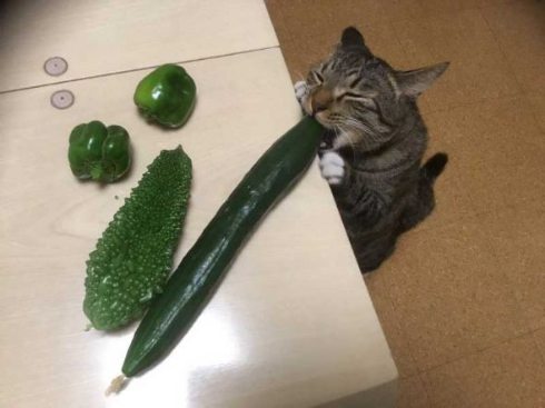 このお野菜いただきニャッ 見つけたキュウリに思いっきりかじりつく猫ちゃんの表情に和む ねとらぼ