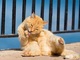 猫写真専門ストックフォトサイトが登場　猫好きはオンライン猫写真展としてもつかえそう