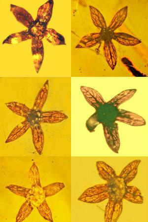 ミャンマーの琥珀から1億年前（白亜紀）の新種の花「Tropidogyne pentaptera」発見