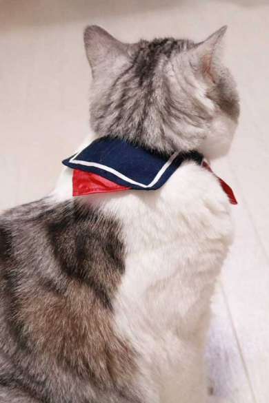 猫 セーラー服 首輪