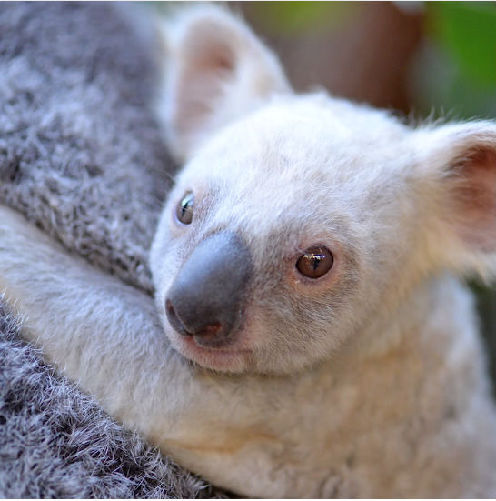 オーストラリアで白いコアラの赤ちゃん誕生 全人類をメロメロにする予定 ねとらぼ