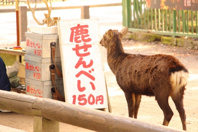 鹿にチラシを食べさせないで 行政と愛護団体に聞いた観光地の鹿との付き合い方 ねとらぼ