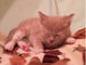 ウトウト……眠気と戦う子猫ちゃんが愛らしい
