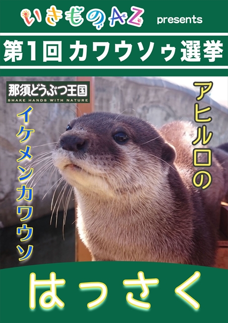 頂点に立つのはどの子 日本全国84頭のカワウソからナンバー1を決める 総選挙 を開催 ねとらぼ