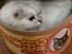 「ねこ缶」に入っているモフモフ猫がキュートすぎてループ視聴するレベル
