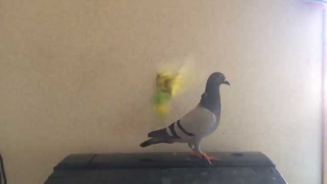 ハトさんを乗りこなすインコさんがお見事 背中に乗ったまま一緒に動き回る姿がたまらなくかわいい ねとらぼ