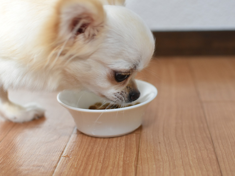 犬の味覚は人間の5分の1 犬が好きな味と 手作り食 で注意したいこと ねとらぼ