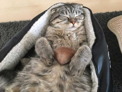 猫 ラッコ 貝 寝顔