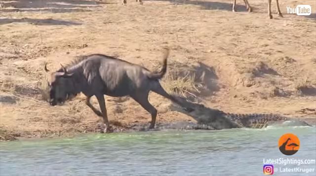 ワニに襲われるヌーをさっそうと助けるカバさん しかしその理由は ねとらぼ