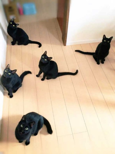 もふもふ黒猫ちゃんズが玄関に集合 お家の中で開かれた 黒猫ミーティング がまざりたい度max ねとらぼ