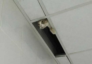 猫 忍び 部屋 天井