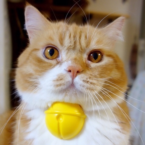 未来から来たのかな 首に黄色い鈴をつけたネコちゃんがかわいすぎる ねとらぼ