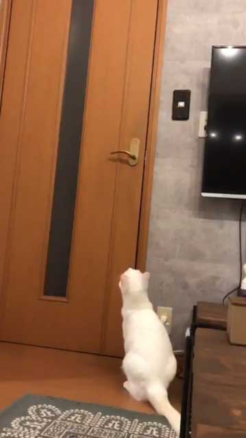 今すぐドアノブを元に戻すのニャ ドアを開けることに成功した猫ちゃん 対策をされて想像以上の激おこに ねとらぼ