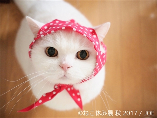 モフモフかわいい猫ちゃんが集合する ねこ休み展 秋 名古屋で開催 寝姿がキュートな双子猫も初参戦 ねとらぼ