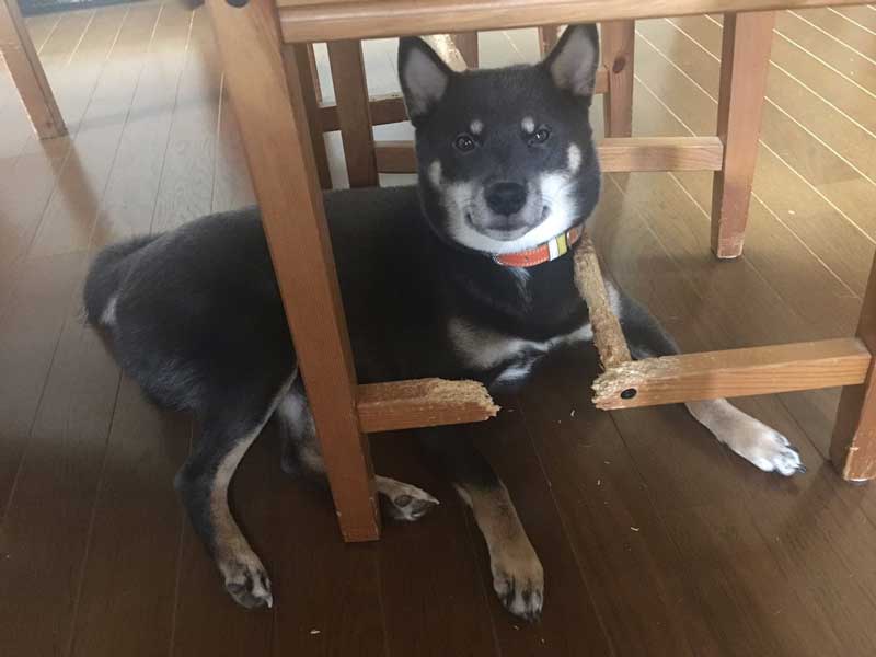 やり遂げたワン 椅子をかじって破壊した柴犬 甘栗 ちゃんが清々しいほどのドヤ顔を披露 ねとらぼ