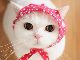 モフモフかわいい猫ちゃんが集合する「ねこ休み展 秋」名古屋で開催　寝姿がキュートな双子猫も初参戦