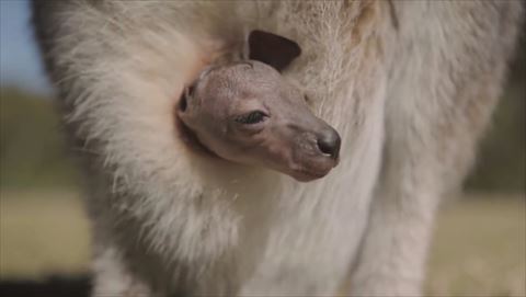 赤ちゃん カンガルー の 【動画】こんにちは キノボリカンガルーの赤ちゃん