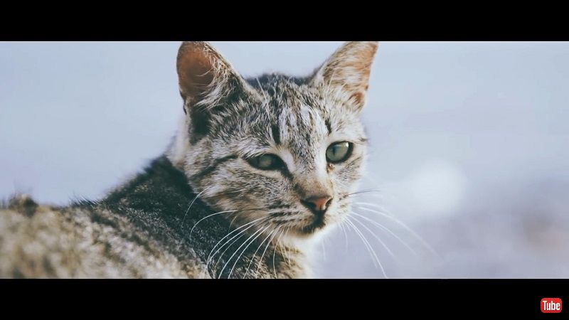 150匹を超える猫が あなたを待っていますよ 猫好きエド シーランへのビデオレターこと 猫島 のpr動画が猫いっぱい ねとらぼ