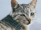 「150匹を超える猫が、あなたを待っていますよ」　猫好きエド・シーランへのビデオレターこと“猫島”のPR動画が猫いっぱい