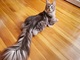 一軒のお宅からギネス猫ちゃんが2匹も誕生　“世界一シッポの長い猫”と“世界一背の高い猫”がギネス認定
