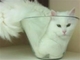 イグ・ノーベル物理学賞「猫は固体と液体になれるか？」の研究が受賞　液体が容器に合わせ形を変える性質に着目