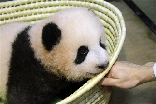 シャンシャンって呼んでね 上野動物園のジャイアントパンダの名前 シャンシャン 香香 に ねとらぼ