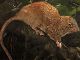 新種の巨大ネズミ「ウロミス・ヴィカ」、ソロモン諸島で発見　「ココナッツを割るネズミ」の伝承を追った成果