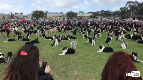 ボーダー・コリー 犬 集団 世界記録
