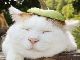 頭に花、前足にはさくらんぼ　いろいろのせてる猫写真集『のせ猫BIG』が登場