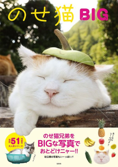 頭に花 前足にはさくらんぼ いろいろのせてる猫写真集 のせ猫big が登場 ねとらぼ